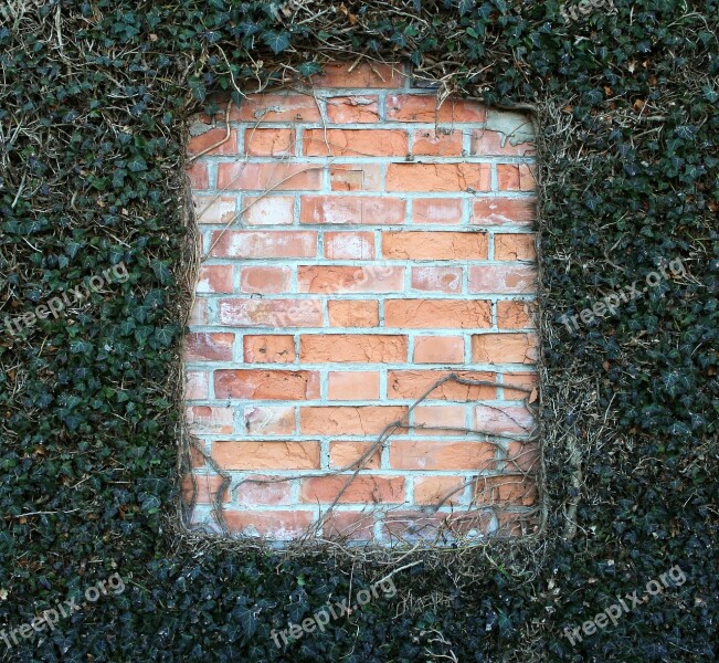 Wall Ivy Fouling Window Ingrowing