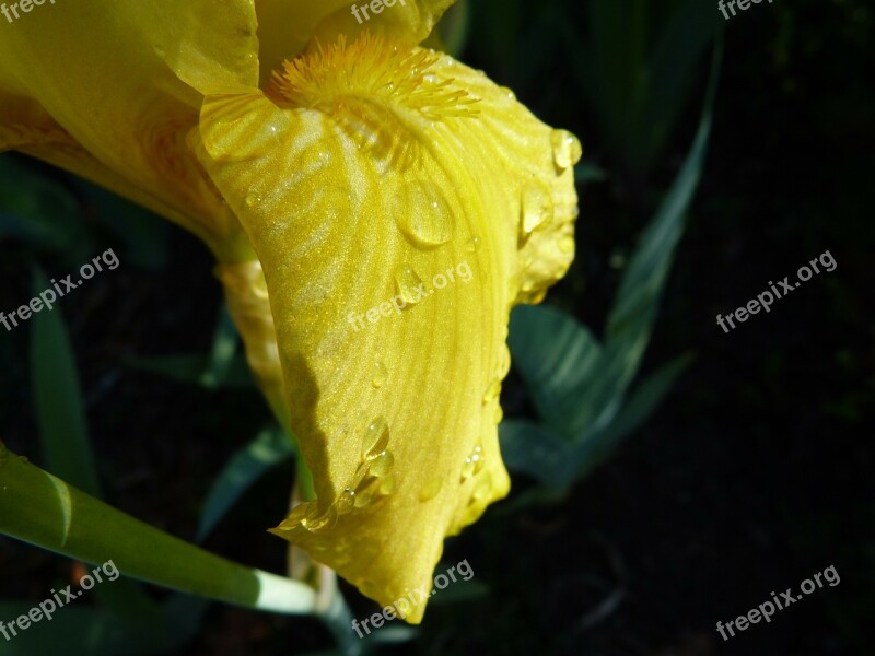 Flower Macro Yellow Iris Dew Drop Garden