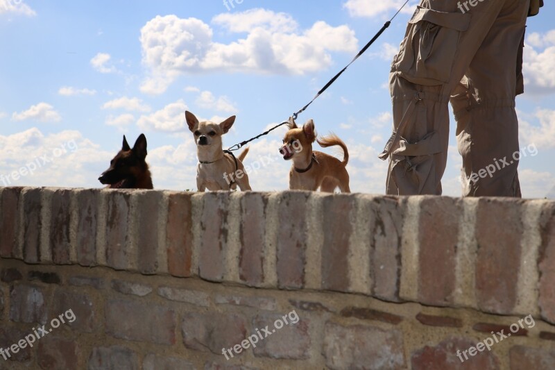 Dogs Little Big Sky Wall