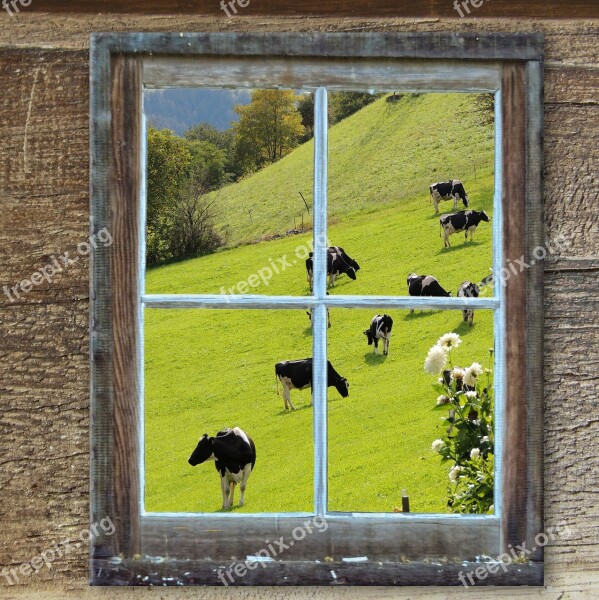 Window Old Hut Alm Cows