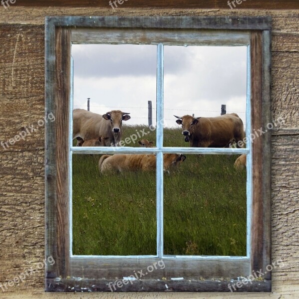 Window Old Hut Alm Cows