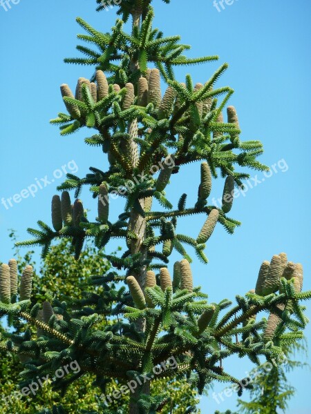 Cone Tree Cones Green Pine Cone