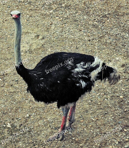 Ostrich Bird Wildlife Nature Ornithology