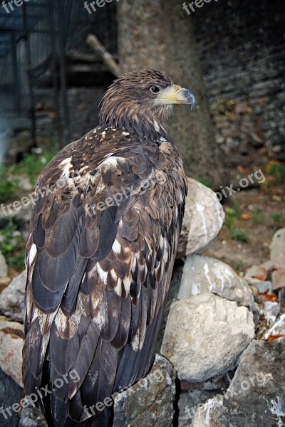 Eagle Bird Animal Symbol Freedom