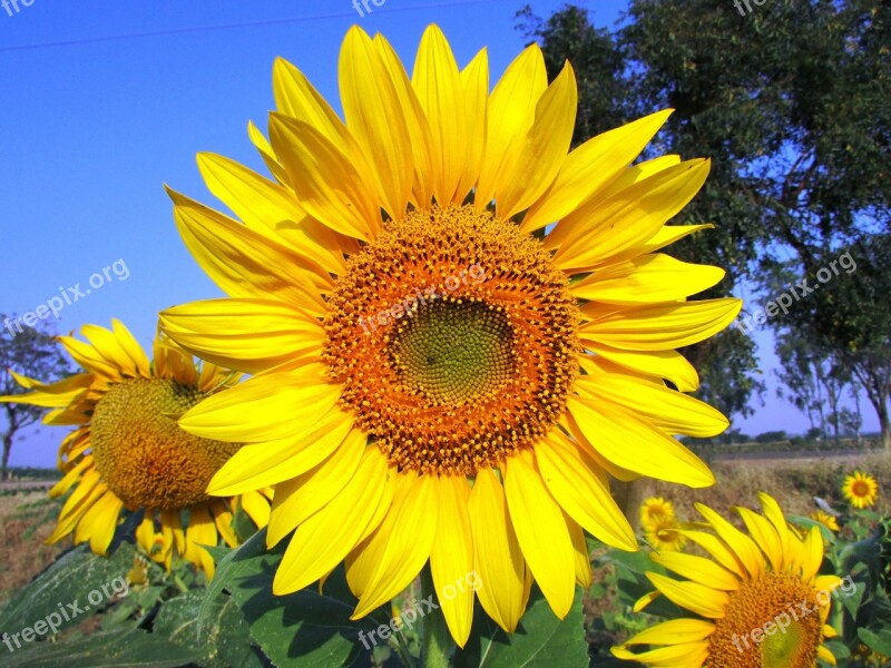 Sun Flower Sunflower Flower Yellow Navalgund