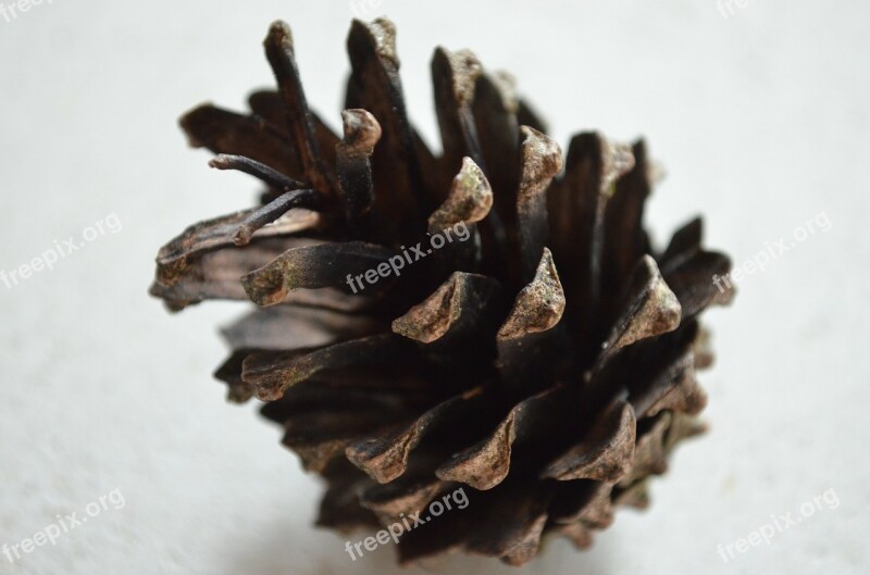 Pine Cones Pine Close Up Free Photos