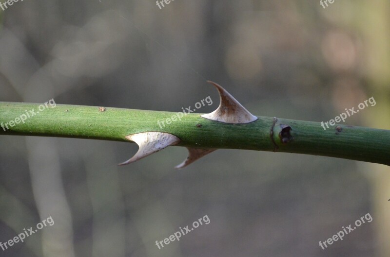 Rose Thorn Thorns Wild Rose Pointed Free Photos