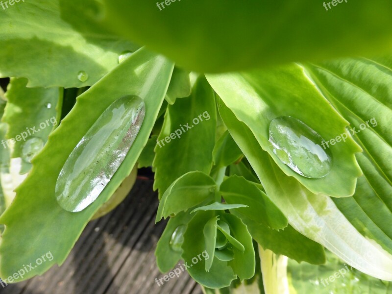 Stonecrop Plant Leaves Nature Raindrop