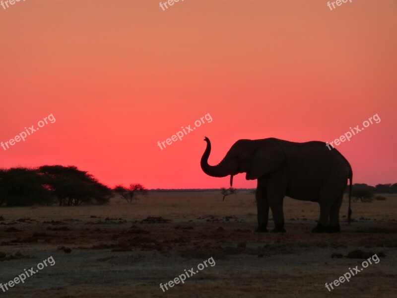 African Elephant National Park Safari Free Photos