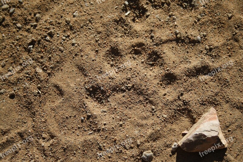 Wild Tracks Leopard Safari Free Photos