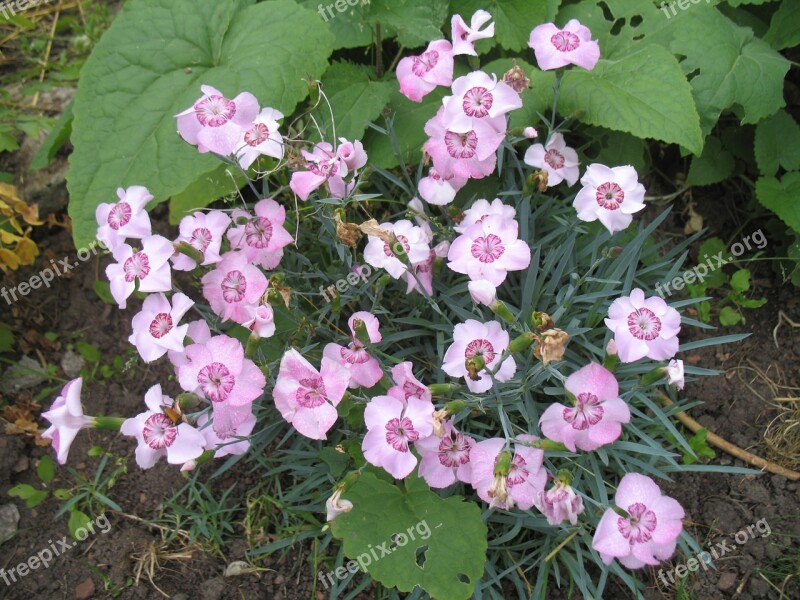 Eyelet Pink Flower Free Photos