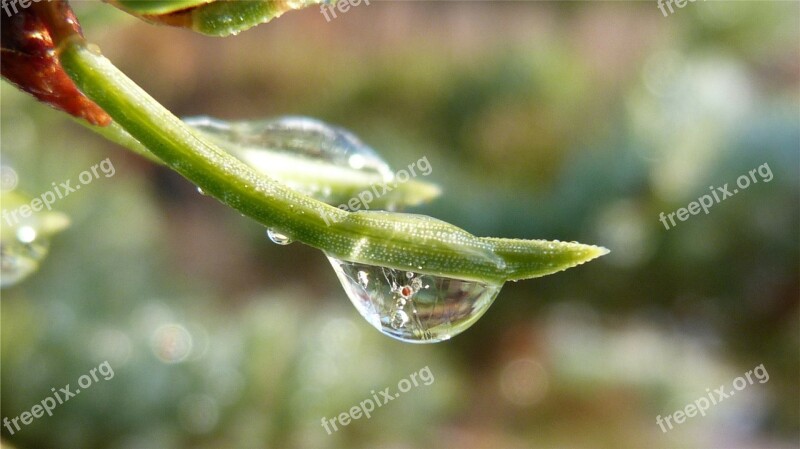 Macro Dew Drop Nature Free Photos