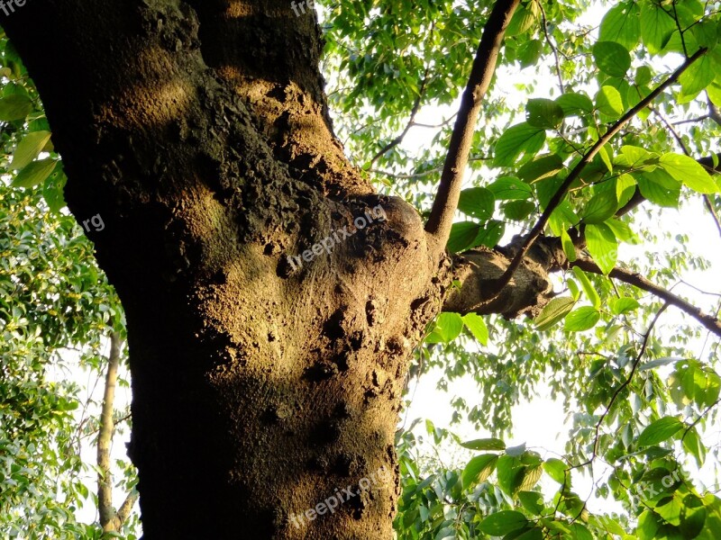 Tree Shadow Branch Light And Shadow Spring