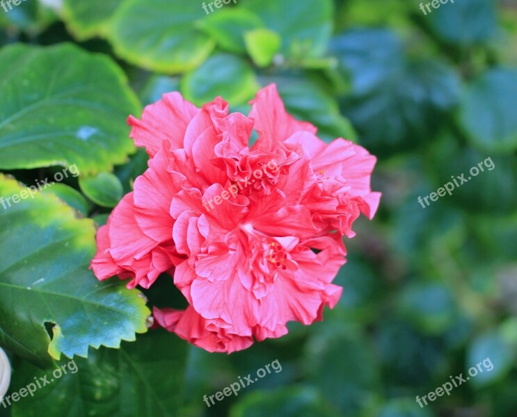 Hibiscus Flower Nature Garden Park