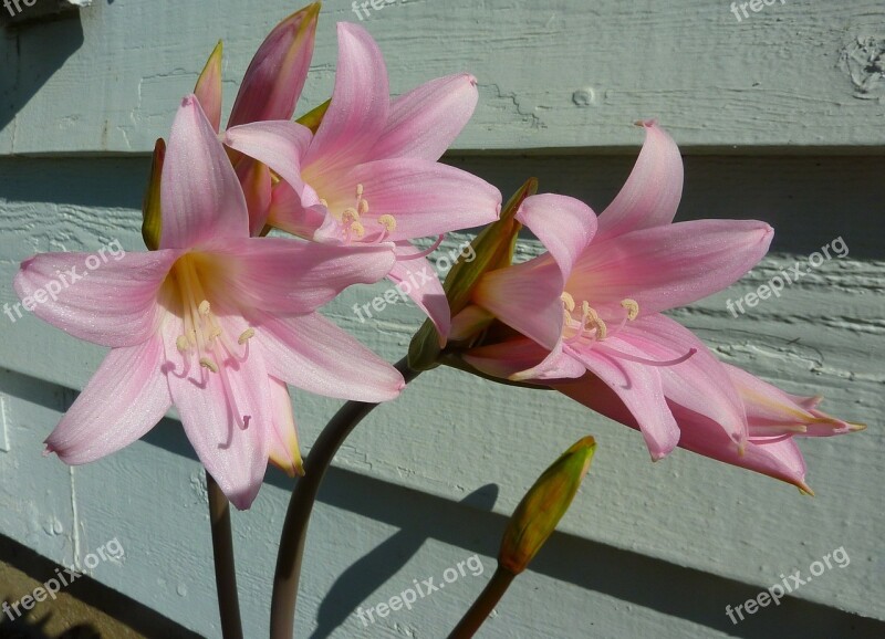 Lily Pink Flower Pink Flower Flowers