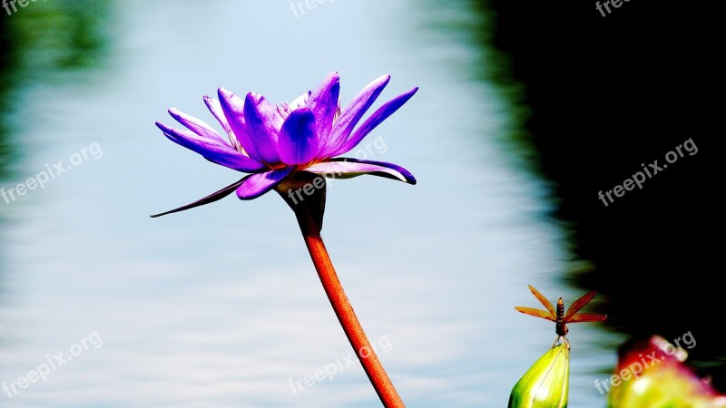 Water Lily Lotus Blossom Aquatic Floral