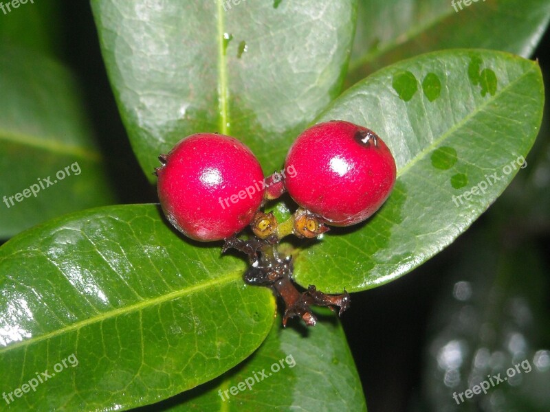 Fruit Ashoka Red Leaf Green