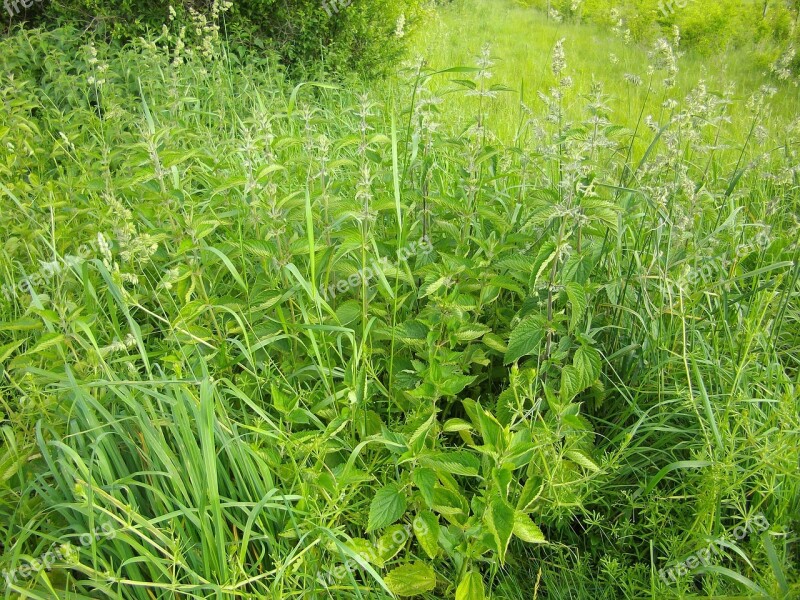 Nature Stinging Nettle Stinging Nettles Nettle Leaves Free Photos