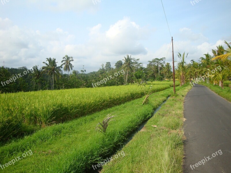 Bali Ubud Ricefields Free Photos