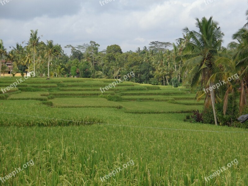 Bali Ubud Ricefields Free Photos