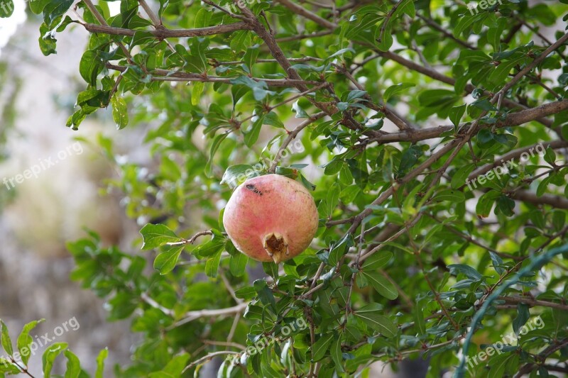 Pomegranate Fruit Nature Tree Free Photos