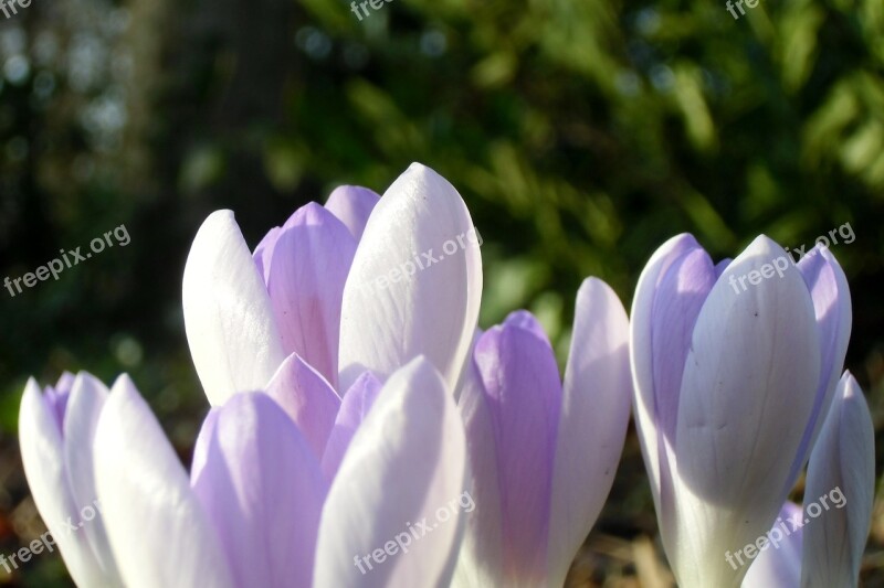 Crocus Meadow Spring Meadow Flowers Spring