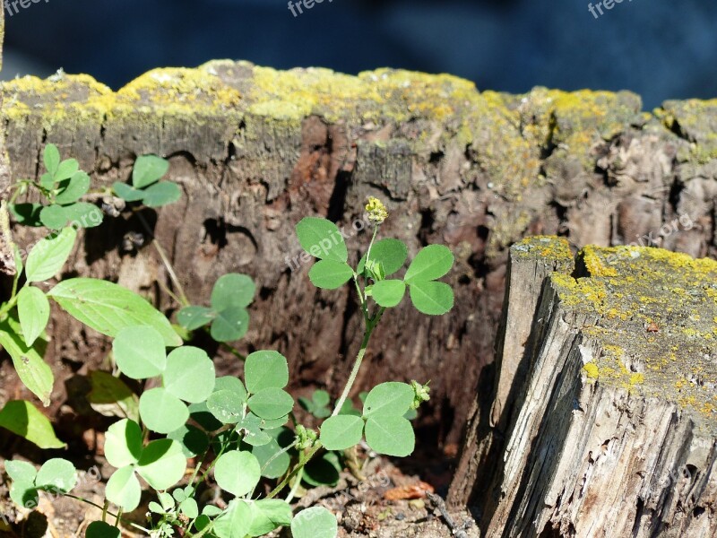 Rotten Tree Stump Clover Plant