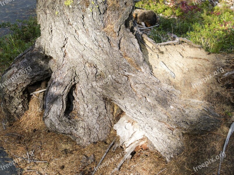 Tree Root Nature Forest Sunshine