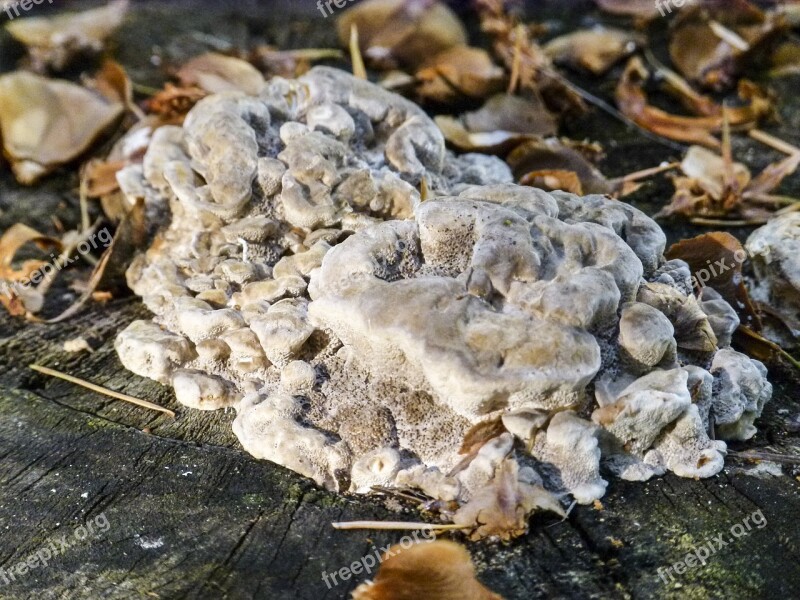 Tree Stump Fungus Mushroom Nature