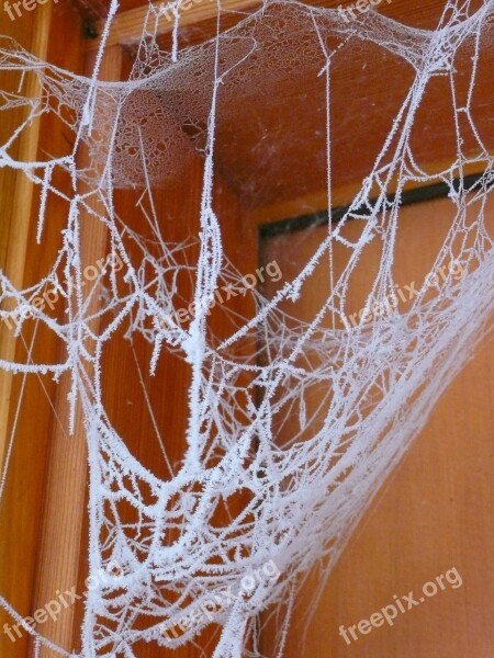 Spider Web Hoary Frosty Winter Wood