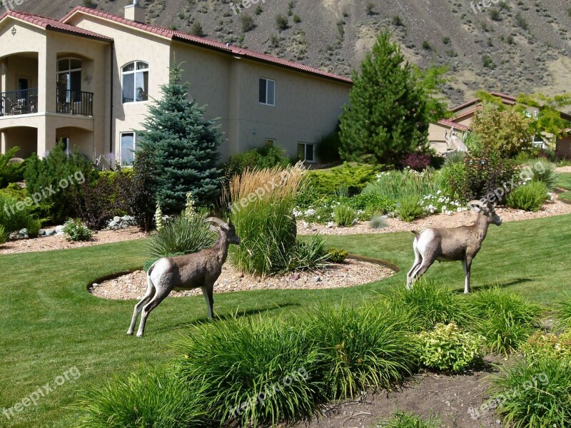 Mountain Sheep Horn Garden Animal Mammal