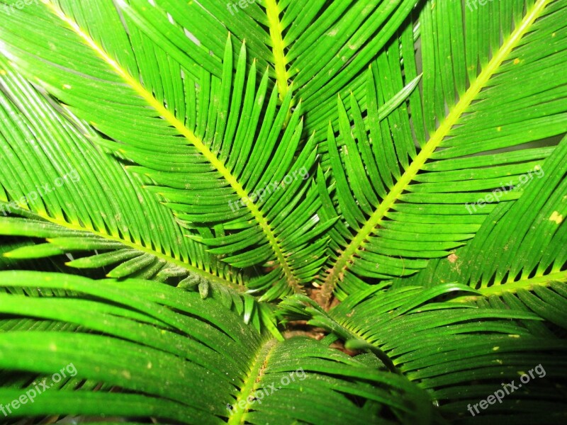 Palm Palm Tree Close Up James Green