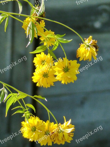 Yellow Flowers Cluster Flora Plant