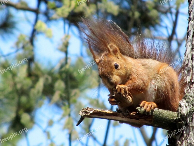 Squirrel Animal Park Free Photos