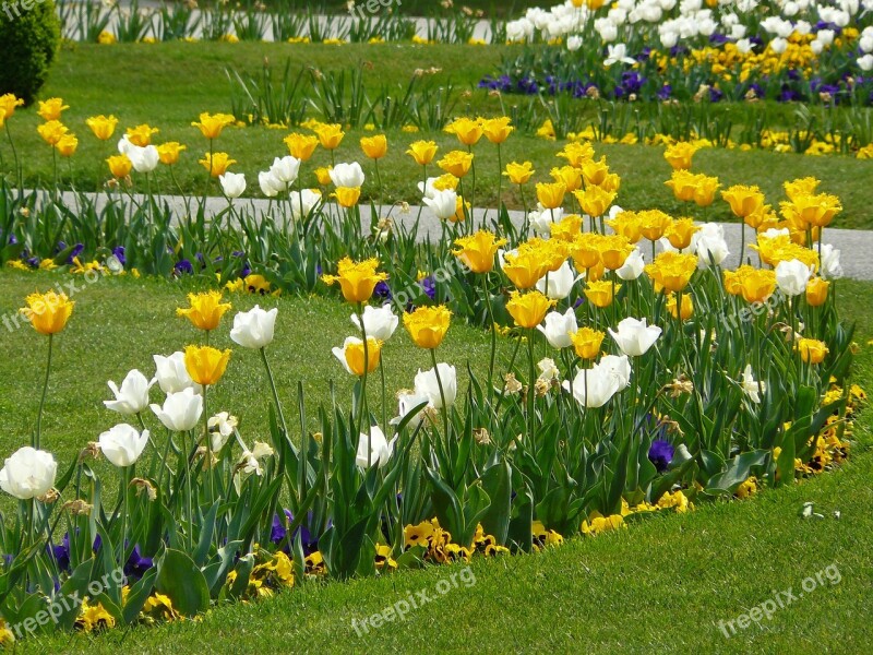 Flower Bed Tulips Tulpenbluete Flowers Tulip Field