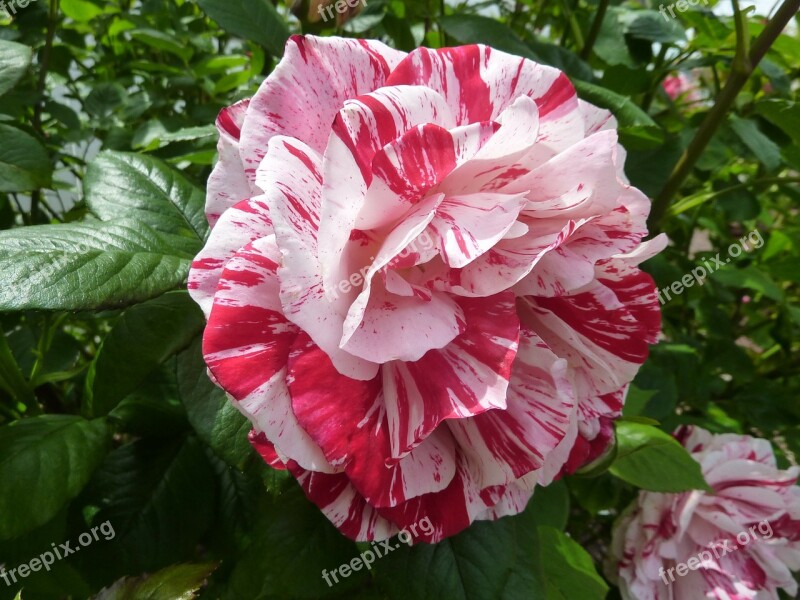 Rose Flower Roses Flora Macro