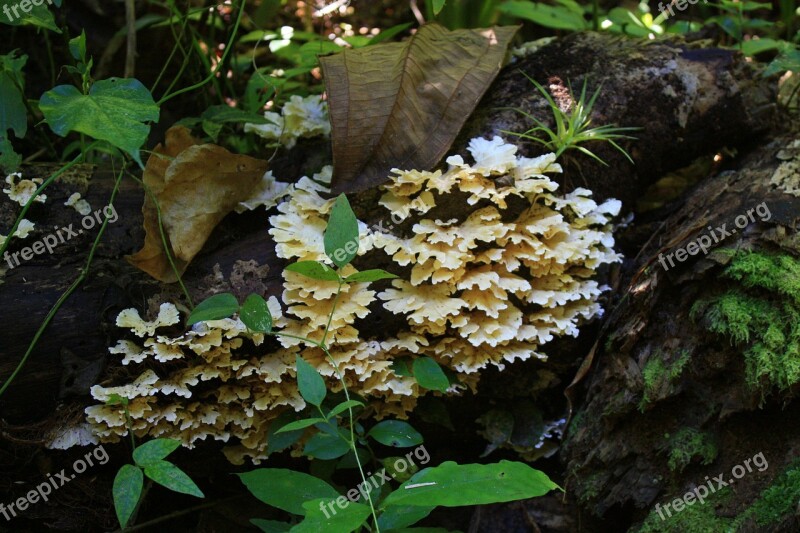 Cuba Mushrooms Caribbean Free Photos