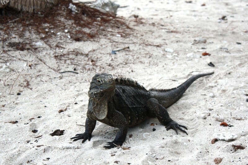 Iguana Cuba Caribbean Free Photos