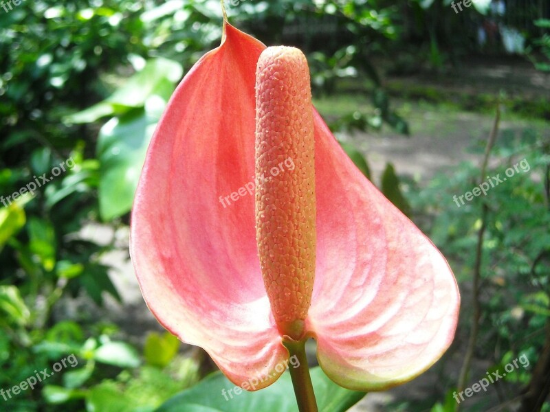 Flowers Anthurium Crystallinum Red Ear Elephant