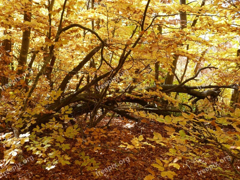 Nature Forest Foliage Branches Fall