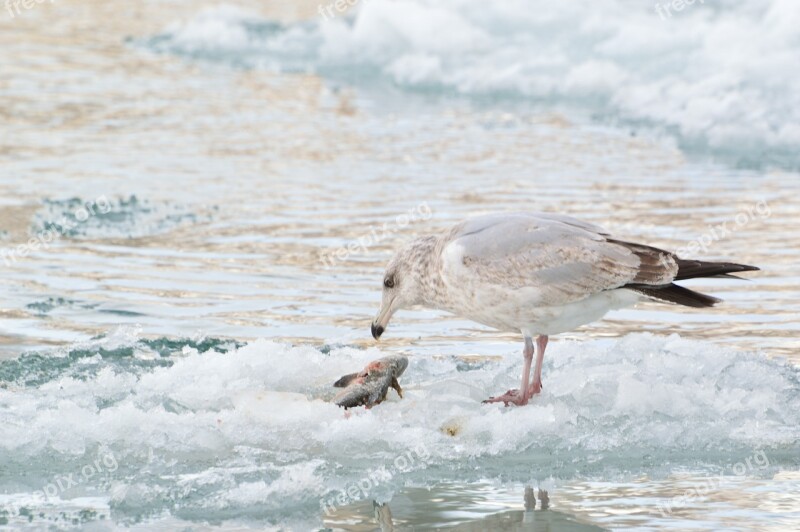 Ice Fishing Gull Winter Ice Frozen