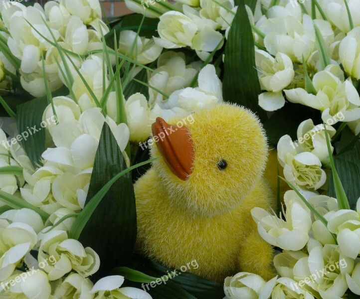 Flowers Ducky Spring Free Photos