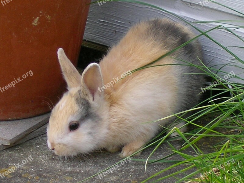 Rabbits Hare Pet Munchkins Free Photos