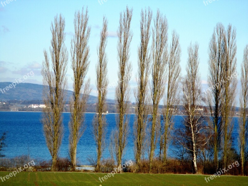 Trees Poplars Group Bank Lake