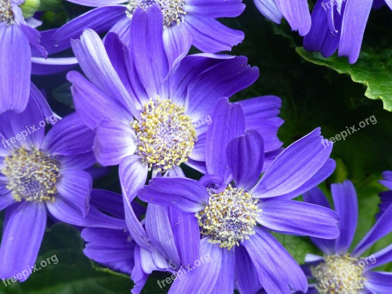 Gerbera Blossom Bloom Nature Purple