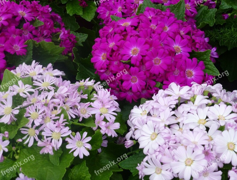 Flowers Nature Gerbera Colorful Free Photos