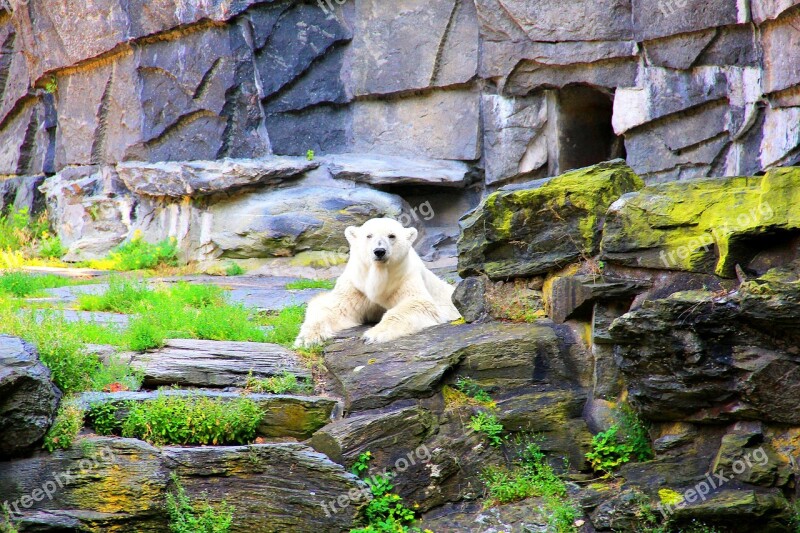 Polar Bear Bear Enclosure Bear Enclosure Zoo