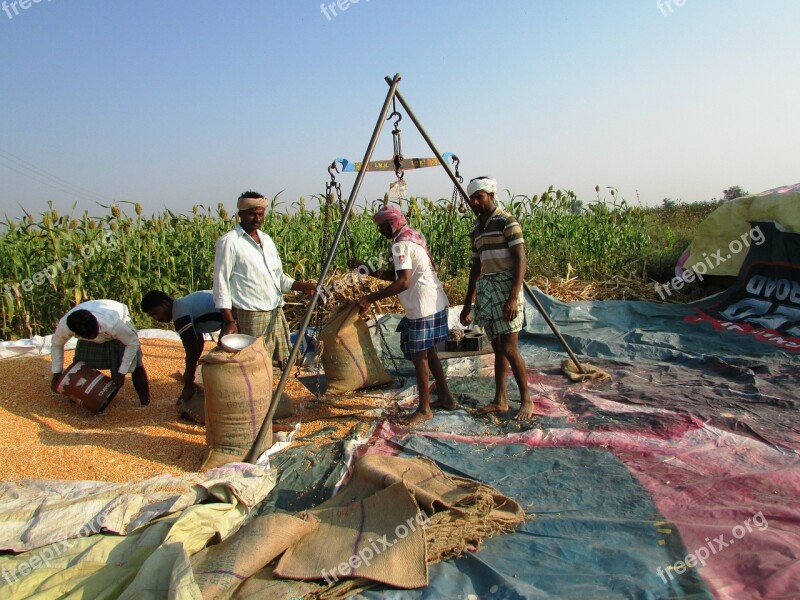 Weighing System Maize Corn Indian Corn Vegetables