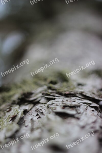 Tree Bark Pine Tree Tribe Log