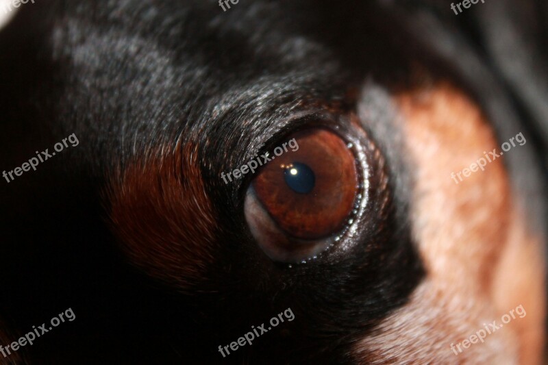 Dog Eye Dog Eye Brown Animal